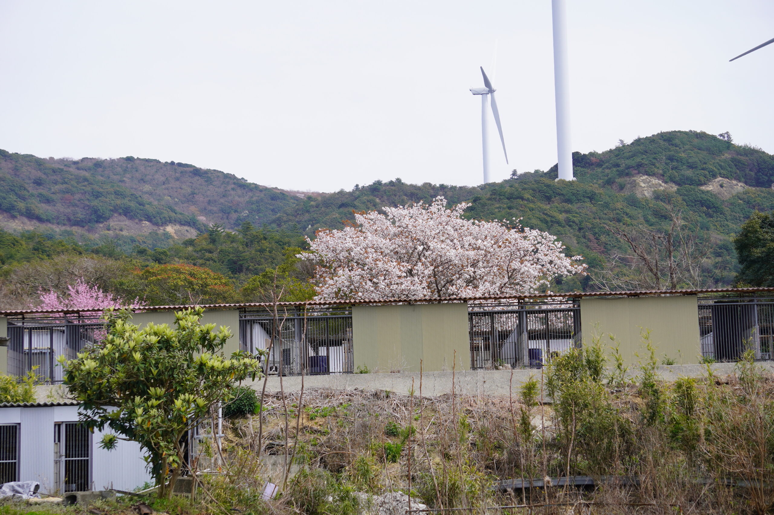 愛犬ランドが生れ変わります。