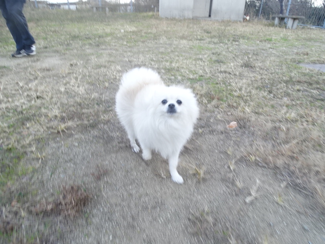 グランピングペットホテルでの様子