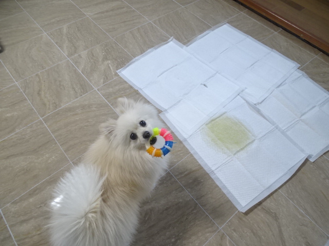 グランピングペットホテルでの様子