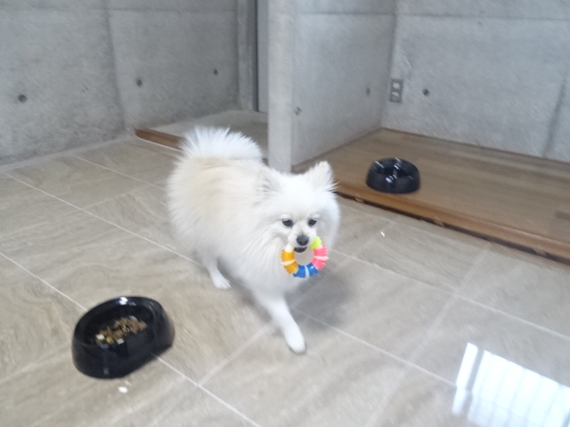 グランピングペットホテルでの様子